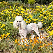 Kip joined the competition — help win amazing prizes! animal, canine, daisy, dog, field, flower, grass, grassland, grove, herbal, herbs, nature, outdoors, pet, petal, plant, poodle, soil, tree, vegetation