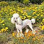 animal, canine, daisy, dog, field, flower, grass, grassland, grove, herbal, herbs, nature, outdoors, pet, petal, plant, poodle, soil, tree, vegetation