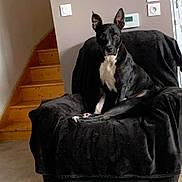 Matrix a rejoint le concours — aidez-le/la à gagner de superbes lots ! dog, black_dog, white_dog, indoor, armchair, black_armchair, stairs, wooden_stairs, wall, pet, animal, sitting, alert, fur, canine, house, living_room, domestic_animal, looking, calm