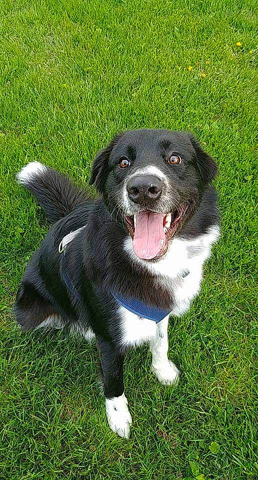 Emmitt is registered to the contest to win money with this photo: australian_collie, borador, border_collie, canidae, carnivore, companion_dog, dog, dog_breed, english_shepherd, grass, herding_dog, mammal, plant, rare_breed_dog, snout, sporting_group, stabyhoun, vertebrate, welsh_sheepdog, working_dog