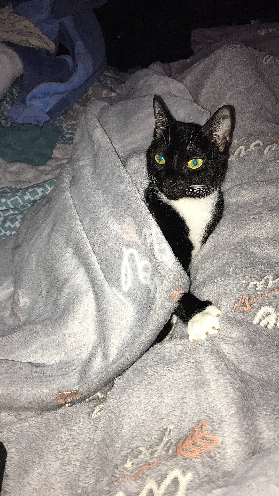 Beauty participe au concours pour gagner de l'argent avec cette photo : asian, black_cat, carnivore, cat, domestic_short_haired_cat, eye, felidae, german_rex, small_to_medium_sized_cats, tail, whiskers