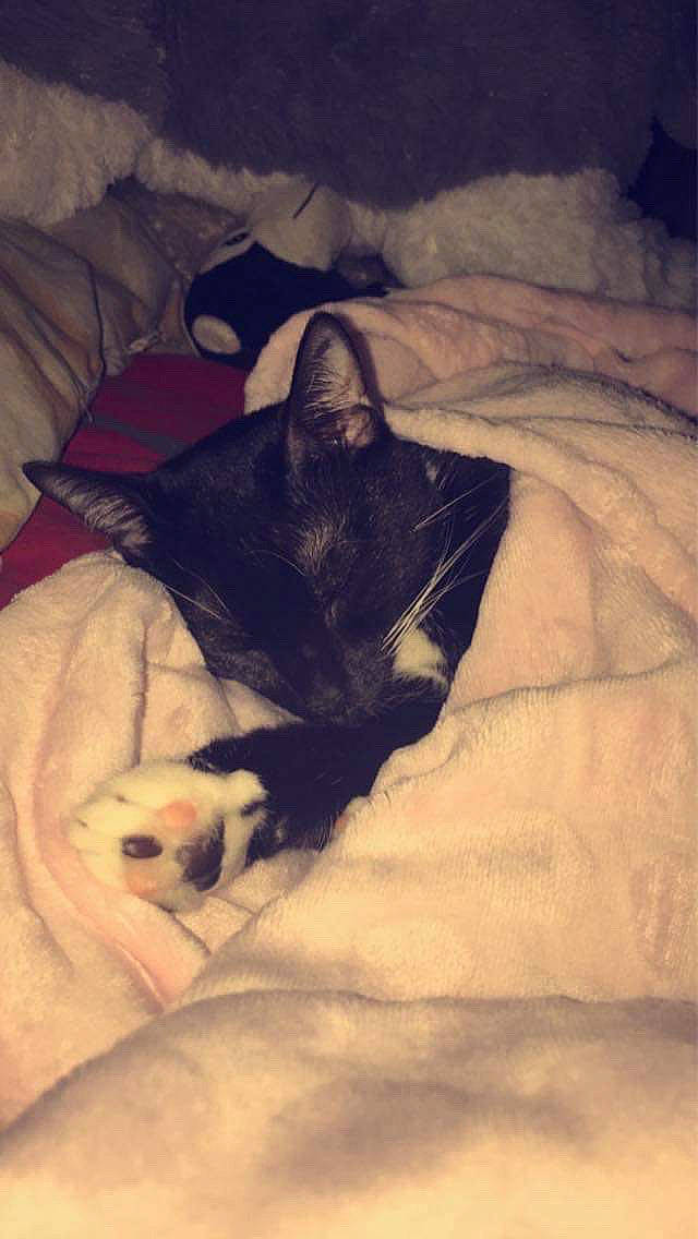 Beauty participe au concours pour gagner de l'argent avec cette photo : bedtime, black_cat, canidae, carnivore, cat, dog_breed, ear, felidae, fur, nap, nose, sleep, small_to_medium_sized_cats, snout, tail, whiskers