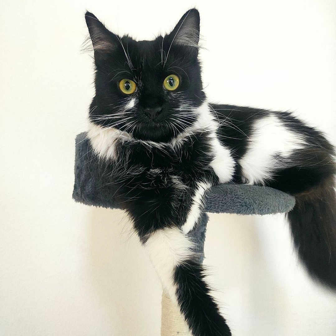 Izia a rejoint le concours — aidez-le/la à gagner de superbes lots ! abyssinian, accessories, angora, animal, blackcat, cat, doll, egyptiancat, formalwear, kitten, manx, pet, plush, tie, toy