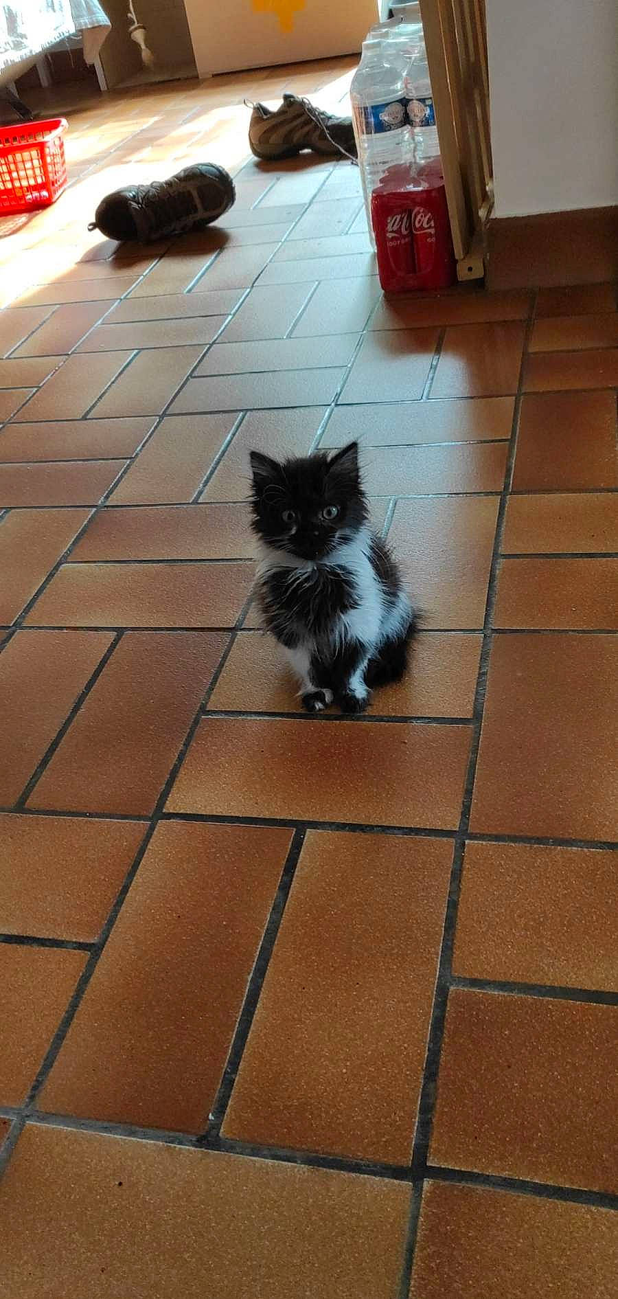 Izia participe au concours pour gagner de l'argent avec cette photo : animal, architecture, building, cat, clothing, flagstone, footwear, herbal, herbs, indoors, kitten, manx, outdoors, path, pet, plant, pottedplant, shoe, tile, walkway