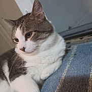 Kodabear is registered to the contest to win money with this photo: animal, carpet, cat, close_up, domestic, door, ears, eyes, feline, fur, gray, indoor, mammal, nose, pet, relaxed, resting, texture, whiskers, white