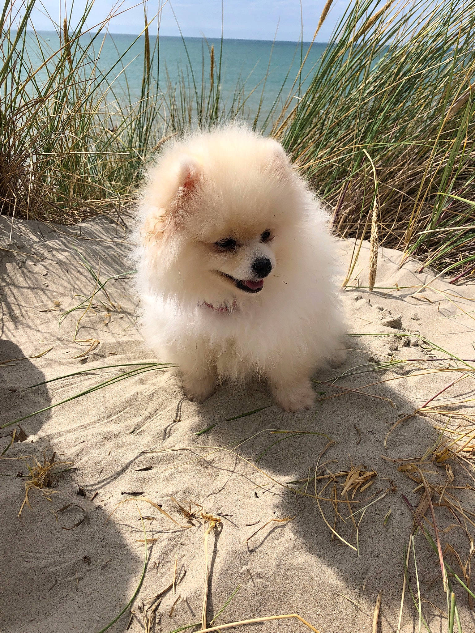 Kaila participe au concours pour gagner de l'argent avec cette photo : canidae, carnivore, companion_dog, dog, dog_breed, fawn, fur, german_spitz, german_spitz_klein, german_spitz_mittel, grass, plant, sky, snout, spitz, sporting_group, tail, toy_dog, volpino_italiano, water