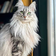 Moonlight participe au concours pour gagner de l'argent avec cette photo : adorable, bookshelf, cat, centered, doorway, ears, feline, fluffy, fur, green_eyes, indoors, longhaired_cat, looking_at_camera, natural_light, pet, portrait, silver_cat, sitting, whiskers, window