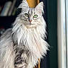 adorable, bookshelf, cat, centered, doorway, ears, feline, fluffy, fur, green_eyes, indoors, longhaired_cat, looking_at_camera, natural_light, pet, portrait, silver_cat, sitting, whiskers, window