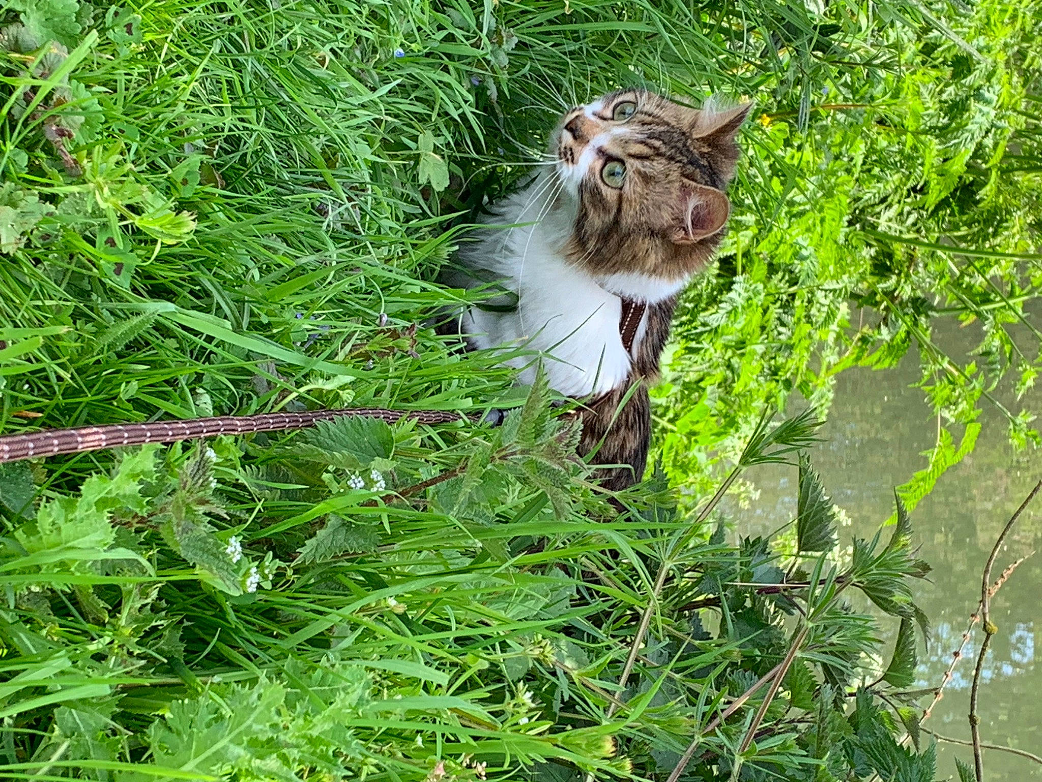 Sundae a rejoint le concours — aidez-le/la à gagner de superbes lots ! carnivore, cat, domestic_short_haired_cat, fawn, felidae, flowering_plant, fur, grass, grassland, groundcover, herb, herbaceous_plant, plant, plant_community, small_to_medium_sized_cats, sporting_group, tail, terrestrial_animal, twig, whiskers