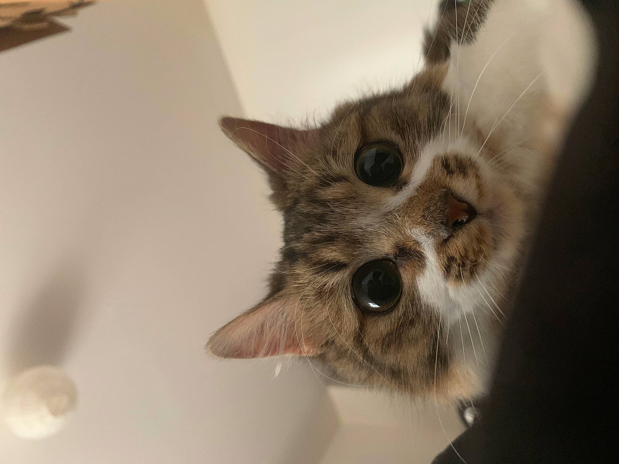 Sundae a rejoint le concours — aidez-le/la à gagner de superbes lots ! carnivore, cat, claw, domestic_short_haired_cat, ear, felidae, fur, paw, small_to_medium_sized_cats, snout, whiskers