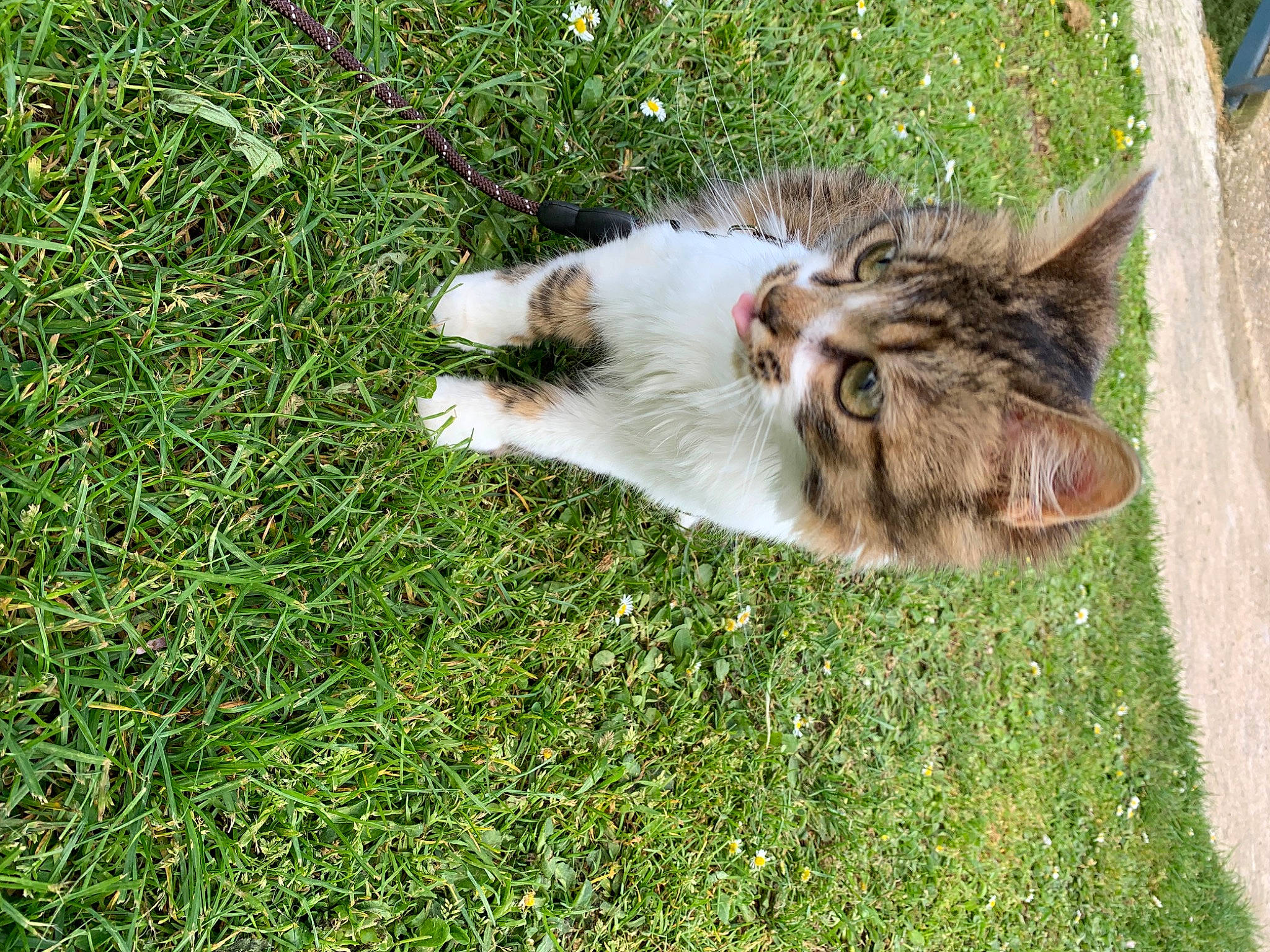 Sundae a rejoint le concours — aidez-le/la à gagner de superbes lots ! carnivore, cat, dog_breed, domestic_short_haired_cat, fawn, felidae, fur, grass, grass_family, groundcover, lawn, plant, reef, small_to_medium_sized_cats, snout, sporting_group, tail, terrestrial_animal, whiskers, wildlife