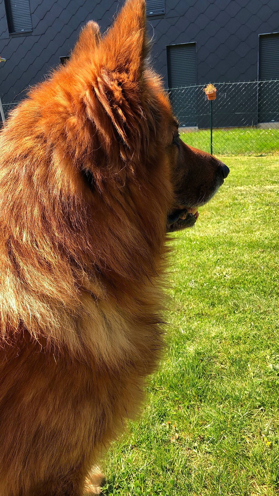 First a rejoint le concours — aidez-le/la à gagner de superbes lots ! canidae, carnivore, companion_dog, dog, dog_breed, estrela_mountain_dog, fawn, felidae, fur, giant_dog_breed, grass, liver, mane, plant, small_to_medium_sized_cats, snout, sporting_group, tail, terrestrial_animal, whiskers