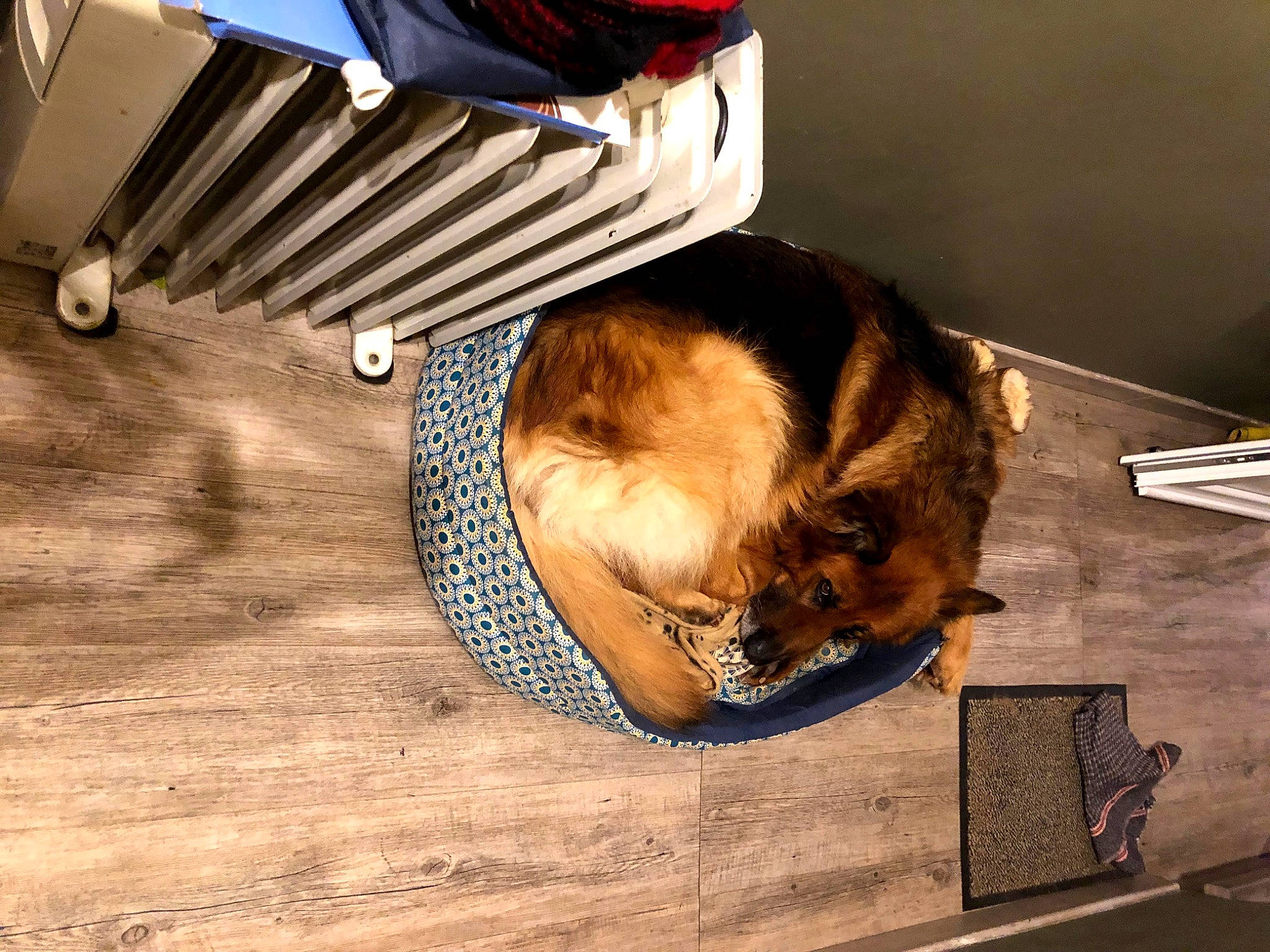 First participe au concours pour gagner de l'argent avec cette photo : bumper, canidae, carnivore, companion_dog, dog, dog_breed, fawn, felidae, flooring, fur, hardwood, plywood, room, sitting, small_to_medium_sized_cats, sporting_group, tints_and_shades, wood, wood_flooring, wood_stain