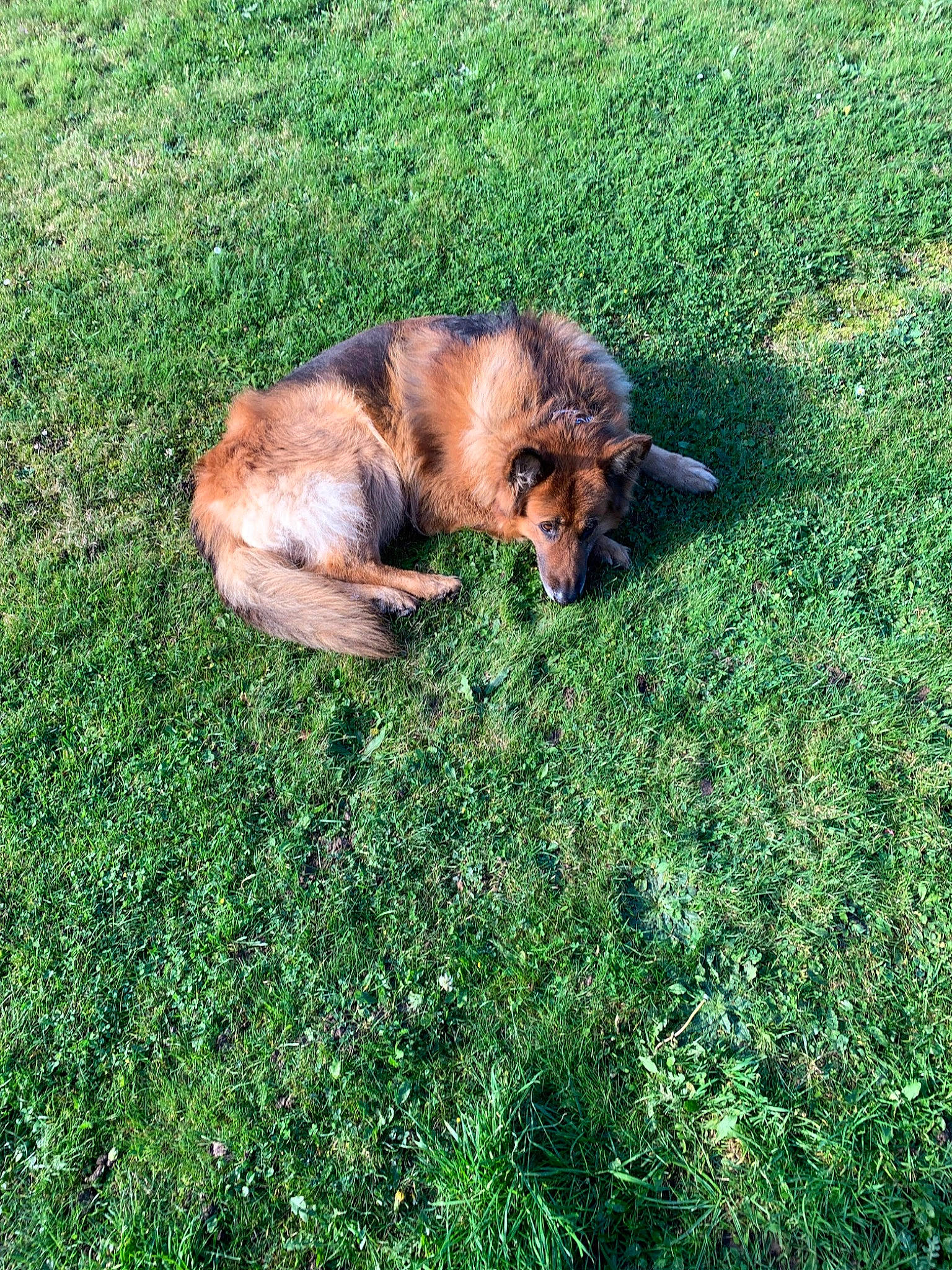 First a rejoint le concours — aidez-le/la à gagner de superbes lots ! canidae, carnivore, companion_dog, dog, dog_breed, fawn, felidae, fur, grass, grassland, groundcover, lawn, pasture, plant, puppy, snout, sporting_group, tail, terrestrial_animal, wildlife