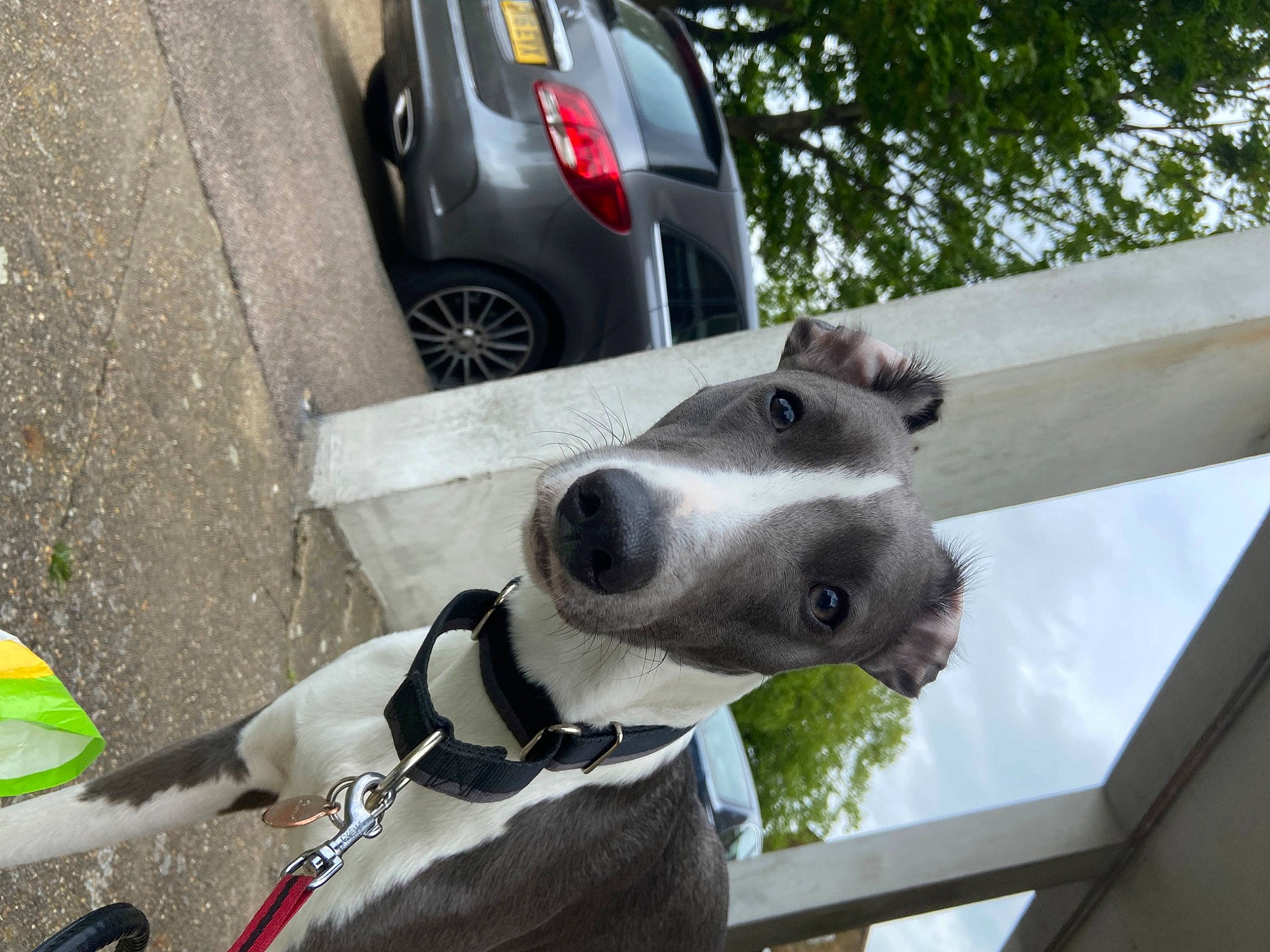 Cisco joined the competition — help win amazing prizes! alloy_wheel, automotive_exterior, automotive_lighting, automotive_tail_brake_light, automotive_tire, car, carnivore, collar, dog, dog_breed, dog_supply, fawn, hubcap, pet_supply, tire, vehicle, wheel, white, window, working_animal