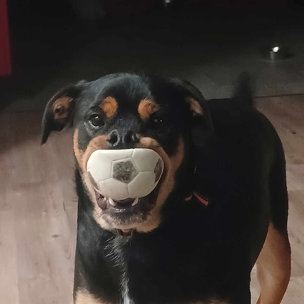 Bud a rejoint le concours — aidez-le/la à gagner de superbes lots ! animal, ball, canine, dog, face, football, head, hound, person, pet, photography, portrait, puppy, snout, soccer, soccerball, sphere, sport, tennis, tennisball