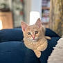 Peanut participe au concours pour gagner de l'argent avec cette photo : animal, cat, close_up, cozy, cushion, cute, domestic_cat, ears, eyes, feline, home, indoor, kitten, navy_blue, orange_cat, pet, relaxed, soft_fur, whiskers, young_cat