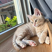 Peanut a rejoint le concours — aidez-le/la à gagner de superbes lots ! animal, blurred_background, cat, cozy, curtain, cute, feline, fur, indoor, kitten, looking, pet, pink_paw_pads, plant, resting, soft_light, window, windowsill, wood, young