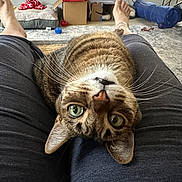 Scully joined the competition — help win amazing prizes! animal, blue_tunnel, cardboard_boxes, carpet, cat, close_up, couch, fur, green_eyes, indoor, lap, legs, living_room, person, pet, portrait, tabby_cat, toys, upside_down, whiskers