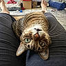 cat, tabby_cat, pet, animal, upside_down, close_up, green_eyes, whiskers, fur, portrait, lap, person, legs, indoor, living_room, couch, carpet, toys, cardboard_boxes, blue_tunnel