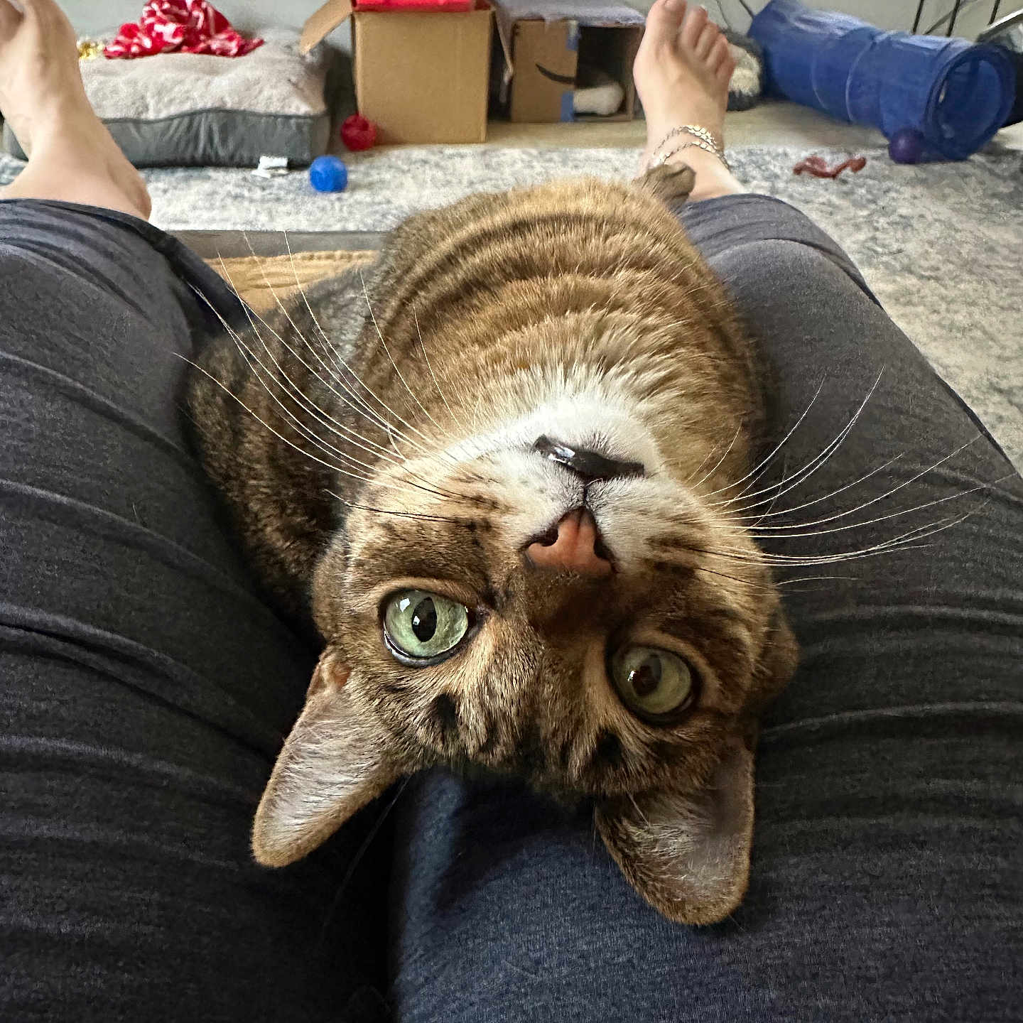 Scully joined the competition — help win amazing prizes! animal, blue_tunnel, cardboard_boxes, carpet, cat, close_up, couch, fur, green_eyes, indoor, lap, legs, living_room, person, pet, portrait, tabby_cat, toys, upside_down, whiskers