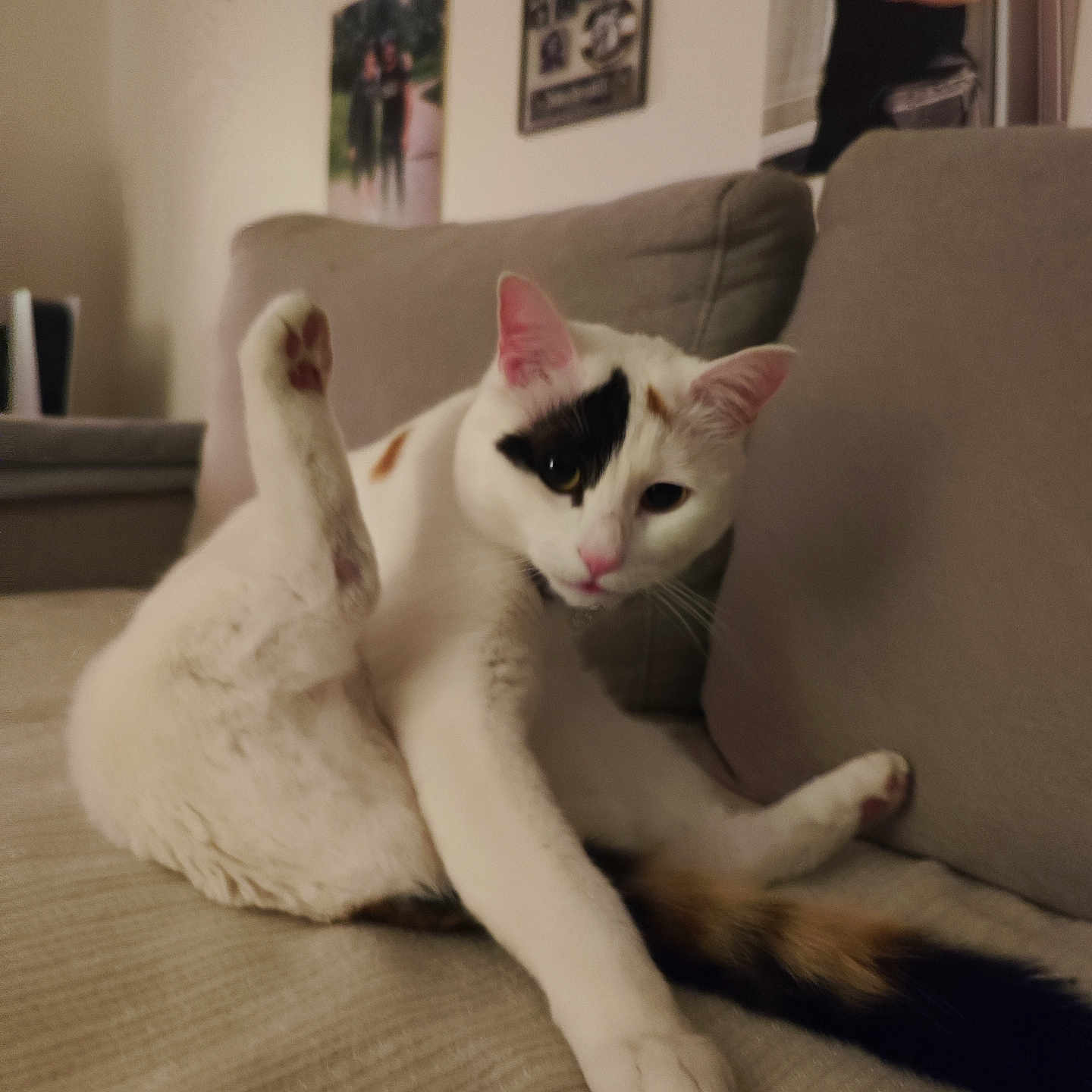 Giuby participe au concours pour gagner de l'argent avec cette photo : adult, animal, architecture, bodypart, building, cat, chair, couch, finger, furniture, hand, hardwood, indoors, livingroom, male, man, person, pet, room, wood