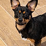 Angel a rejoint le concours — aidez-le/la à gagner de superbes lots ! dog, small_dog, black_dog, tan_dog, ears, wooden_floor, indoor, pet, canine, curious, standing, looking_up, floor_tiles, kitchen, domestic, animal, companion, alert, cute, fur