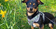 Angel a rejoint le concours — aidez-le/la à gagner de superbes lots ! dog, small_dog, black_dog, tan_dog, harness, grass, garden, yellow_flowers, daffodils, flower_bed, greenery, ivy, wall, outdoor, pet, animal, cute, alert, nature, spring