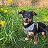 dog, small_dog, black_dog, tan_dog, harness, grass, garden, yellow_flowers, daffodils, flower_bed, greenery, ivy, wall, outdoor, pet, animal, cute, alert, nature, spring