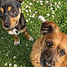 Angel participe au concours pour gagner de l'argent avec cette photo : dog, canine, pet, animal, grass, outdoor, nature, flower, brown, black, fur, ears, eyes, cute, portrait, looking_up, companion, friendship, playful, sunlight