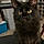 Salem