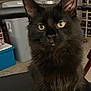 cat, black_cat, indoor, pet, animal, feline, sitting, yellow_eyes, fluffy, whiskers, ears, fur, household, storage, container, chair, floor, closeup, portrait, domestic