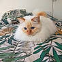 cat, fluffy, blue_eyes, bed, indoor, leaf_pattern, decor, relaxed, pet, animal, white_fur, orange_tint, cozy, feline, portrait, resting, domestic, cute, soft, home