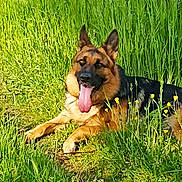 Stella participe au concours pour gagner de l'argent avec cette photo : animal, canine, dog, ears, field, flora, fur, german_shepherd, grass, greenery, happy, meadow, nature, outdoor, pet, playful, resting, summer, sunlight, tongue_out