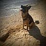 Stella a rejoint le concours — aidez-le/la à gagner de superbes lots ! animal, beach, canine, daytime, dog, fur, german_shepherd, happy, leash, nature, outdoor, panting, pet, playful, sand, seashore, shadow, summer, sunlight, water