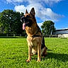Stella a rejoint le concours — aidez-le/la à gagner de superbes lots ! animal, blue_sky, building, canine, clouds, daytime, dog, ears, field, fur, german_shepherd, grass, greenery, nature, outdoor, panting, pet, sunny, tongue, tree