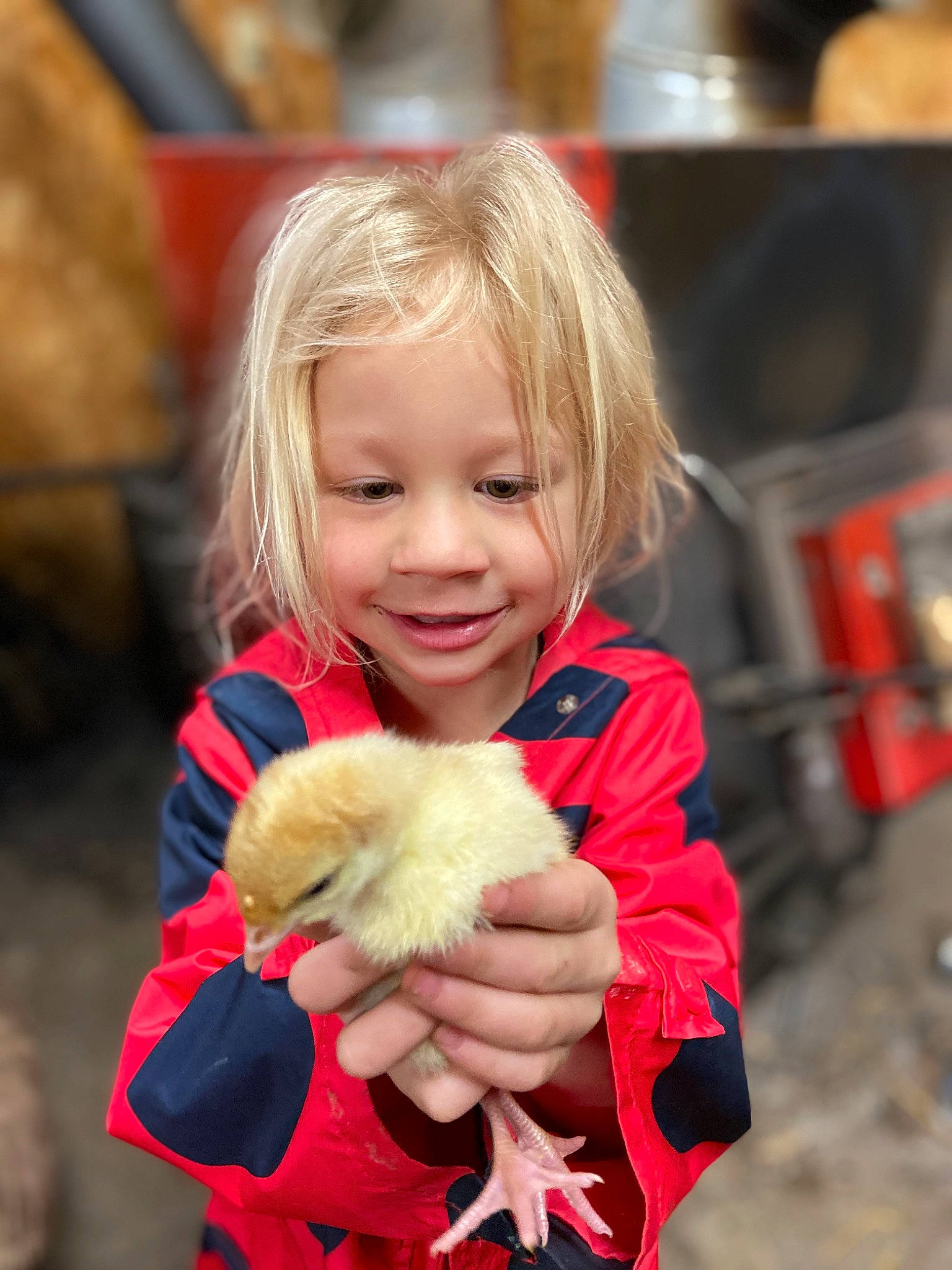 Addyson is registered to the contest to win money with this photo: blond, chicken, child, event, eye, face, fun, gesture, hand, happy, jacket, joy, mammal, people, people_in_nature, person, plant, red, skin, smile