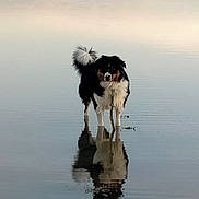 Violette participe au concours pour gagner de l'argent avec cette photo : animal, black, brown, calm, canine, dog, fur, lake, nature, outdoor, peaceful, pet, quiet, reflection, serene, shallow_water, standing, stillness, water, white