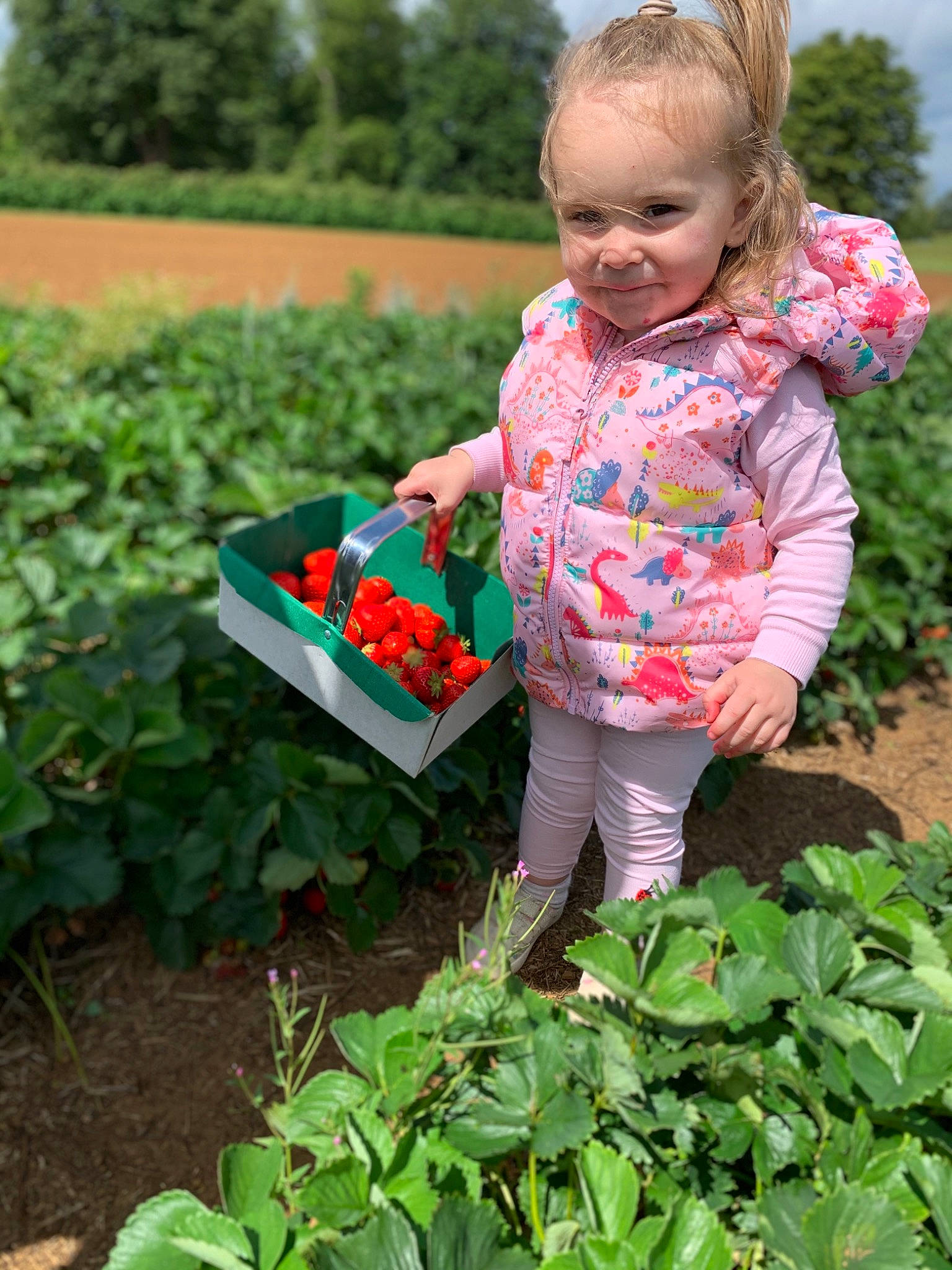 Ava-mae is registered to the contest to win money with this photo: adaptation, annual_plant, child, crop, farm, flower, garden, gardener, gardening, herb, local_food, person, plant, plantation, soil, strawberries, strawberry, toddler, vegetable