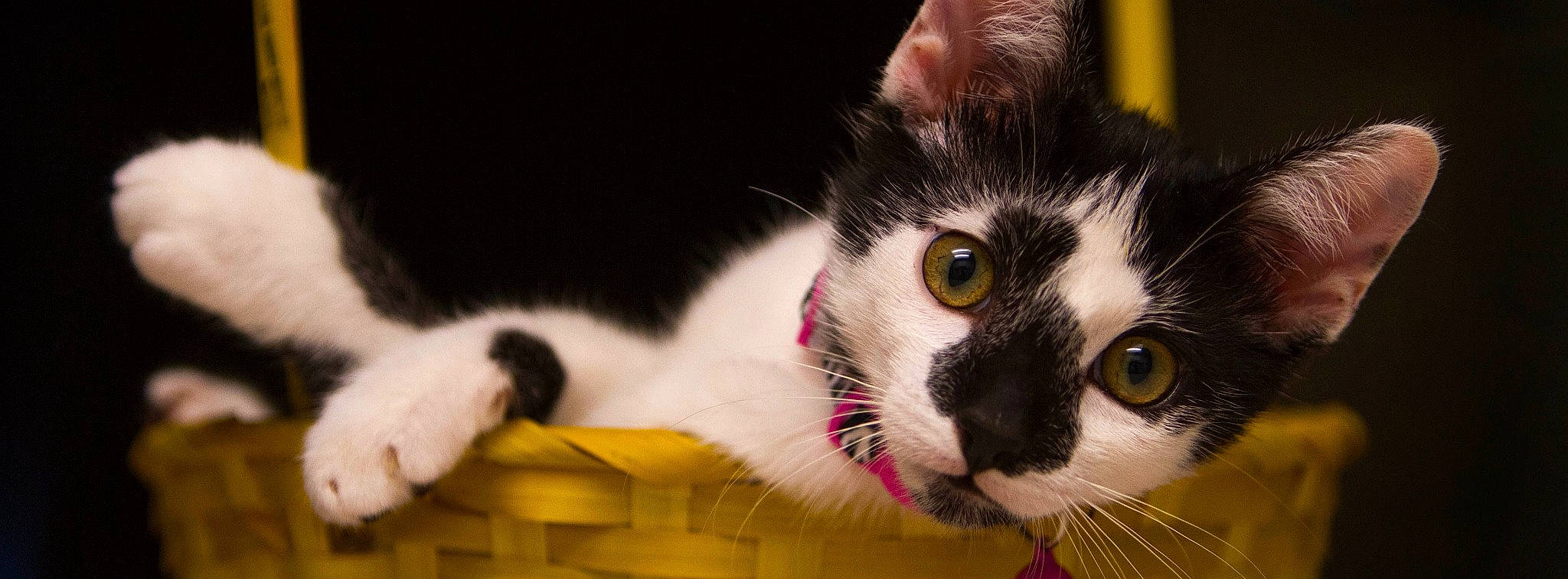 Ansel joined the competition — help win amazing prizes! carnivore, cat, cat_supply, comfort, curious, domestic_short_haired_cat, eye, felidae, fur, paw, small_to_medium_sized_cats, snout, whiskers