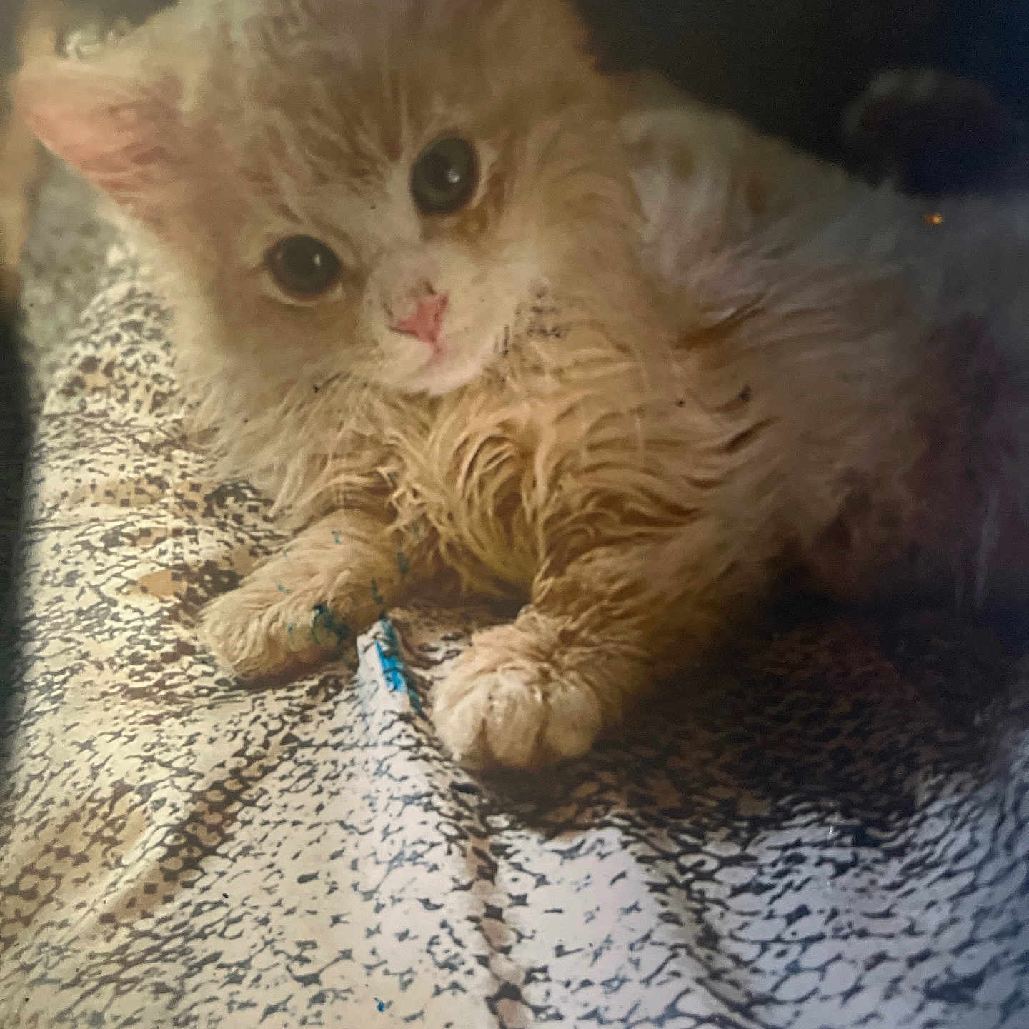 Teddy joined the competition — help win amazing prizes! animal, cat, closeup, cozy, curious, cute, feline, fluffy, fur, indoor, kitten, lying_down, patterned_blanket, paws, pet, resting, scruffy, soft_light, whiskers, young