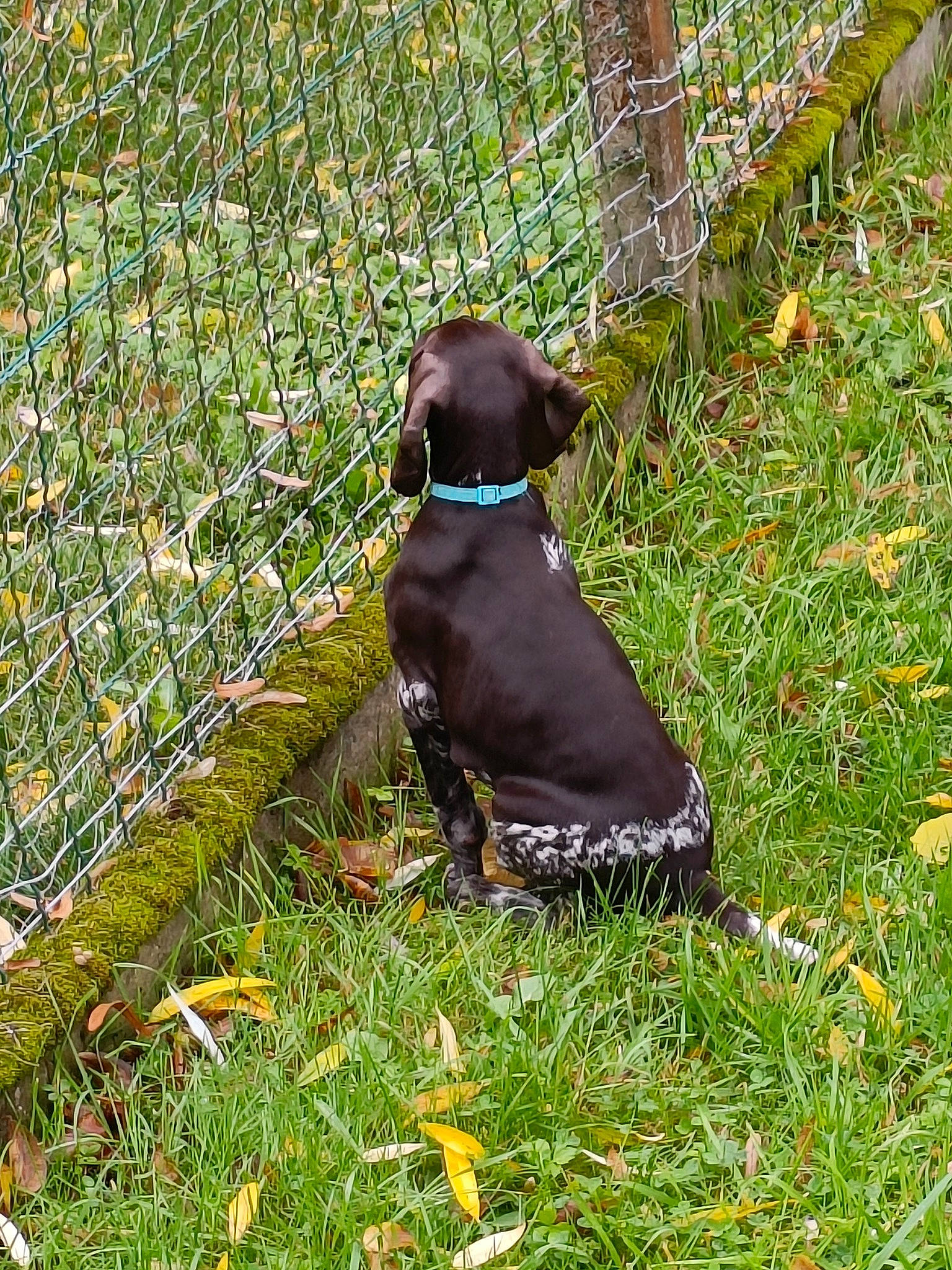 Usko a rejoint le concours — aidez-le/la à gagner de superbes lots ! canidae, carnivore, collar, companion_dog, dog, dog_breed, dog_collar, fawn, fence, grass, groundcover, guard_dog, gun_dog, liver, pet_supply, plant, snout, sporting_group, tail, working_animal