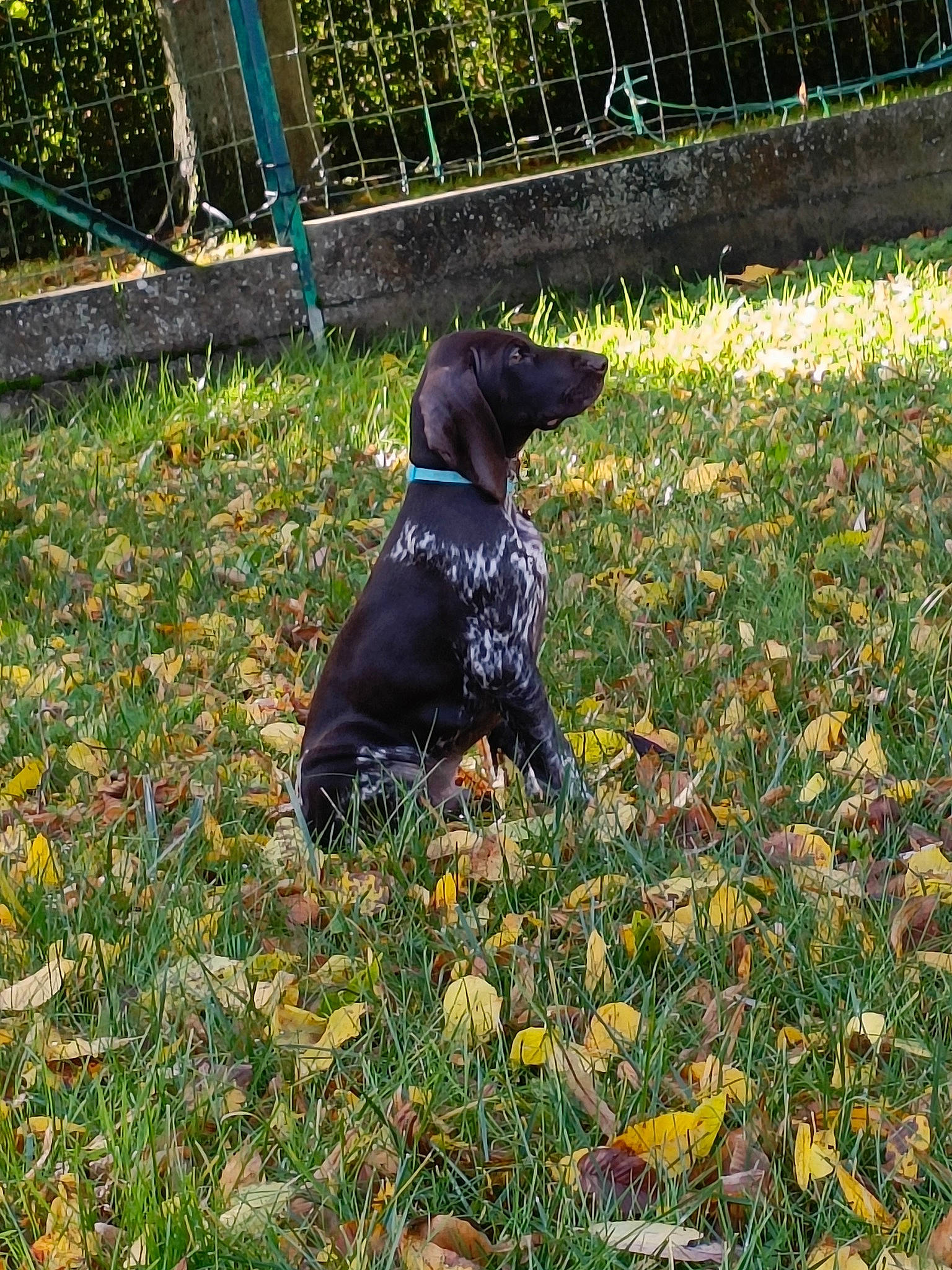 Usko participe au concours pour gagner de l'argent avec cette photo : agriculture, canidae, carnivore, dog, dog_breed, fence, garden, grass, grass_family, grassland, groundcover, guard_dog, people_in_nature, plant, raven, shrub, sporting_group, tail, tree, working_animal