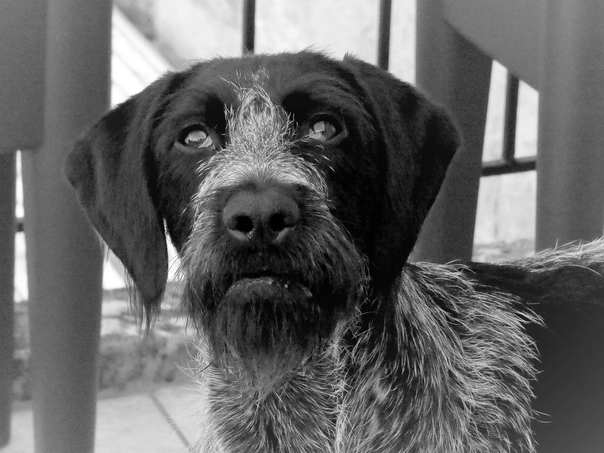 Naya a rejoint le concours — aidez-le/la à gagner de superbes lots ! canidae, carnivore, cesky_fousek, dog, dog_breed, german_shorthaired_pointer, german_wirehaired_pointer, hunting_dog, labrador_retriever, mammal, pointer, pointing_breed, pudelpointer, retriever, snout, sporting_group, stichelhaar, vertebrate, wirehaired_pointing_griffon