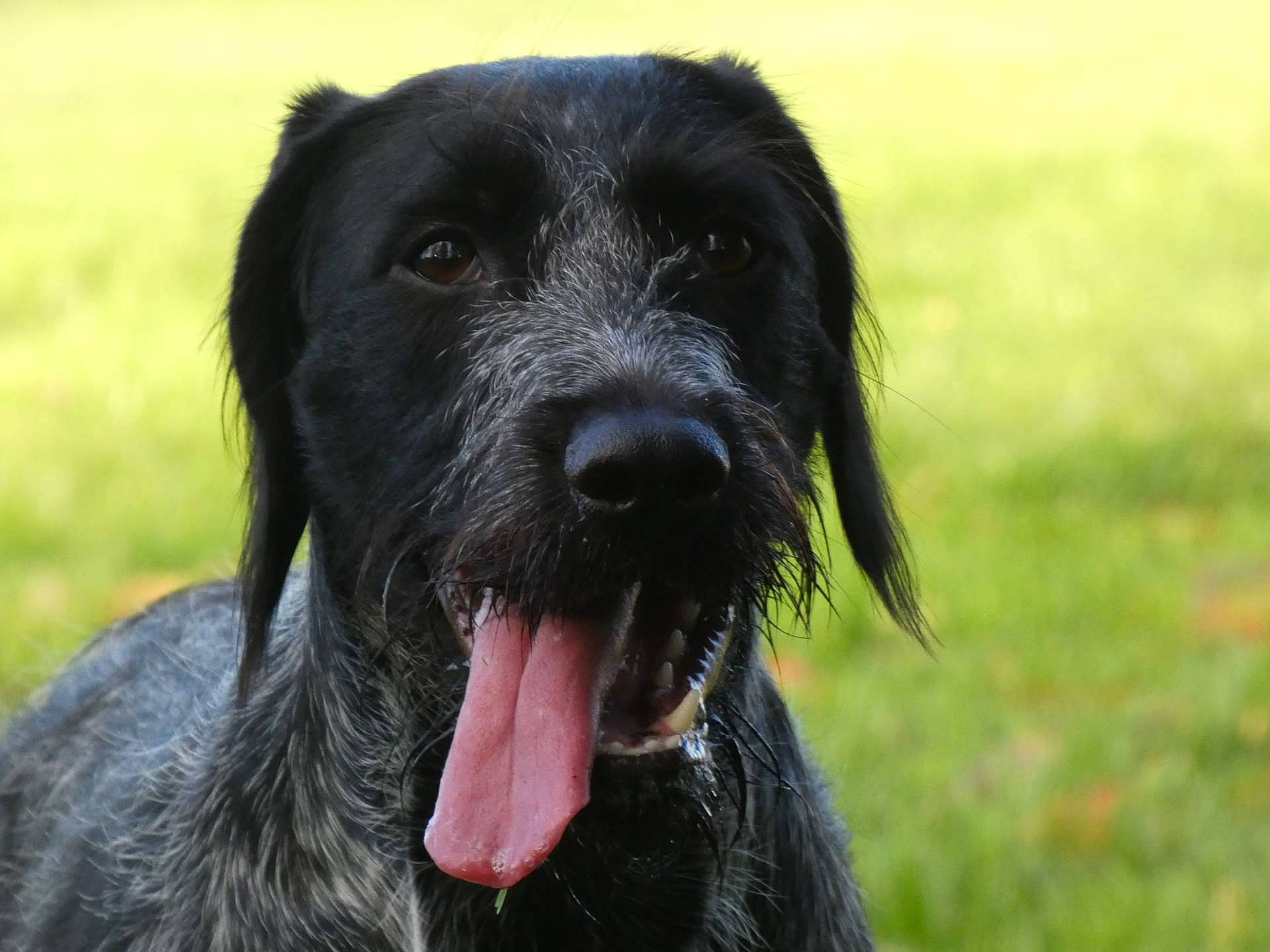 Naya participe au concours pour gagner de l'argent avec cette photo : canidae, carnivore, cesky_fousek, dog, dog_breed, flat_coated_retriever, german_wirehaired_pointer, hunting_dog, mammal, patterdale_terrier, pointing_breed, pudelpointer, rare_breed_dog, snout, sporting_group, stichelhaar, terrier, vertebrate