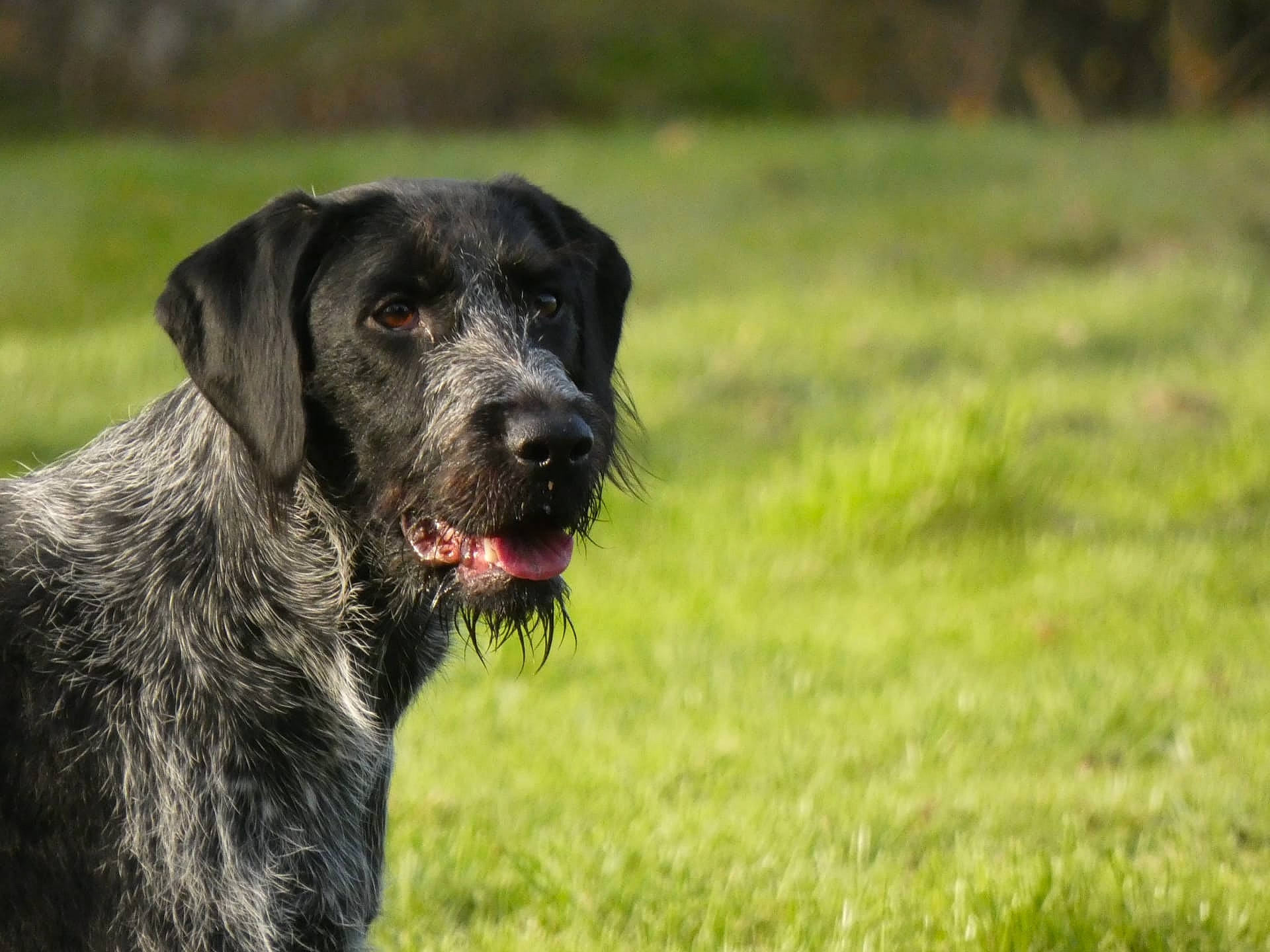 Naya a rejoint le concours — aidez-le/la à gagner de superbes lots ! canidae, carnivore, cesky_fousek, dog, dog_breed, field_trial, german_shorthaired_pointer, german_wirehaired_pointer, grass, gun_dog, hunting_dog, labrador_retriever, large_munsterlander, mammal, pointing_breed, retriever, snout, sporting_group, stichelhaar, vertebrate