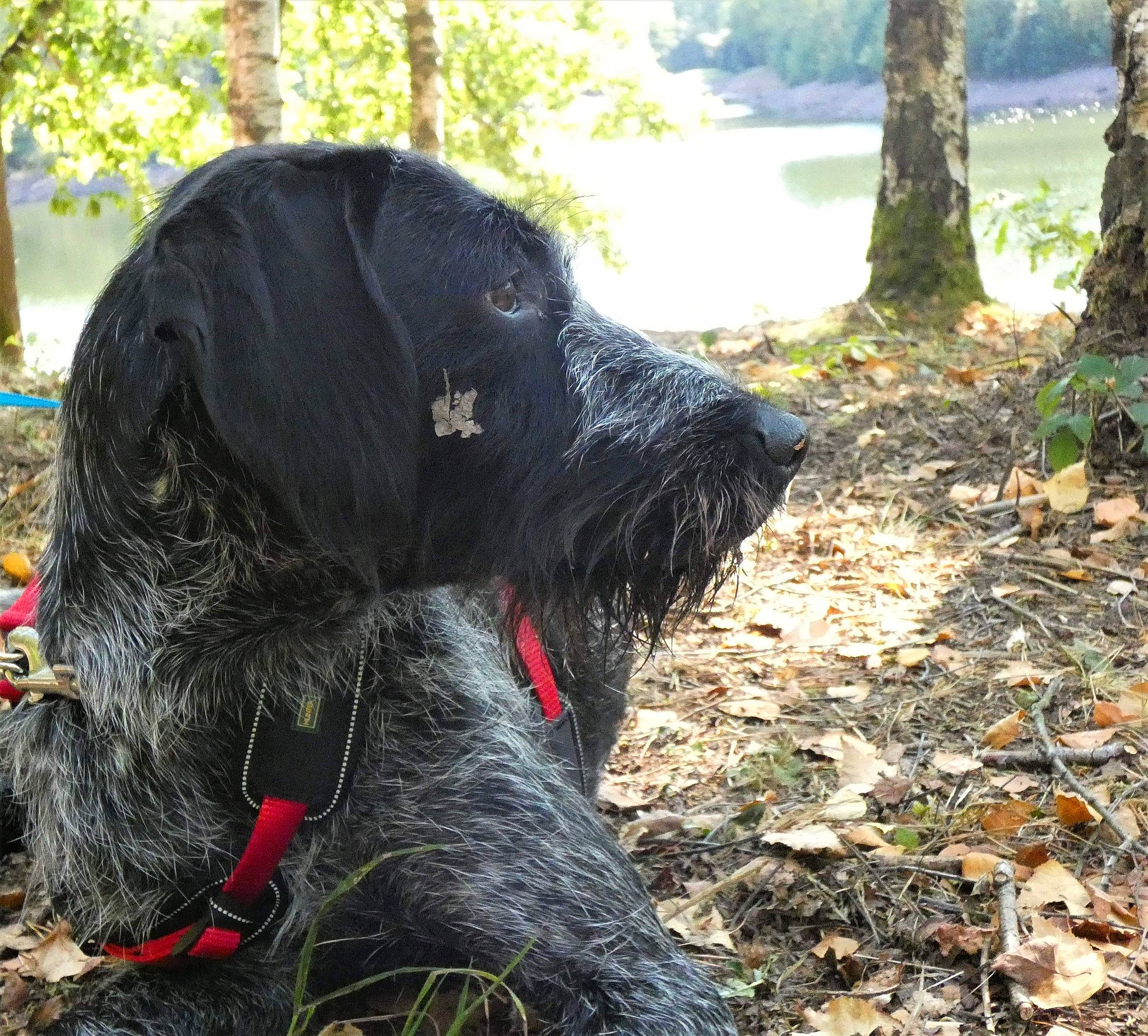 Naya a rejoint le concours — aidez-le/la à gagner de superbes lots ! blue_picardy_spaniel, canidae, carnivore, dog, dog_breed, german_spaniel, german_wirehaired_pointer, hunting_dog, mammal, picardy_spaniel, pointing_breed, russian_spaniel, spaniel, sporting_group, stichelhaar, vertebrate