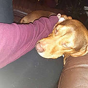 Reese is registered to the contest to win money with this photo: animal, arm, brown_dog, calm, close_up, comfort, couch, cozy, dog, friendly, home, indoor, lap, leather_couch, maroon_sleeve, person, pet, relaxation, resting, sleeping