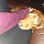 animal, arm, brown_dog, calm, close_up, comfort, couch, cozy, dog, friendly, home, indoor, lap, leather_couch, maroon_sleeve, person, pet, relaxation, resting, sleeping