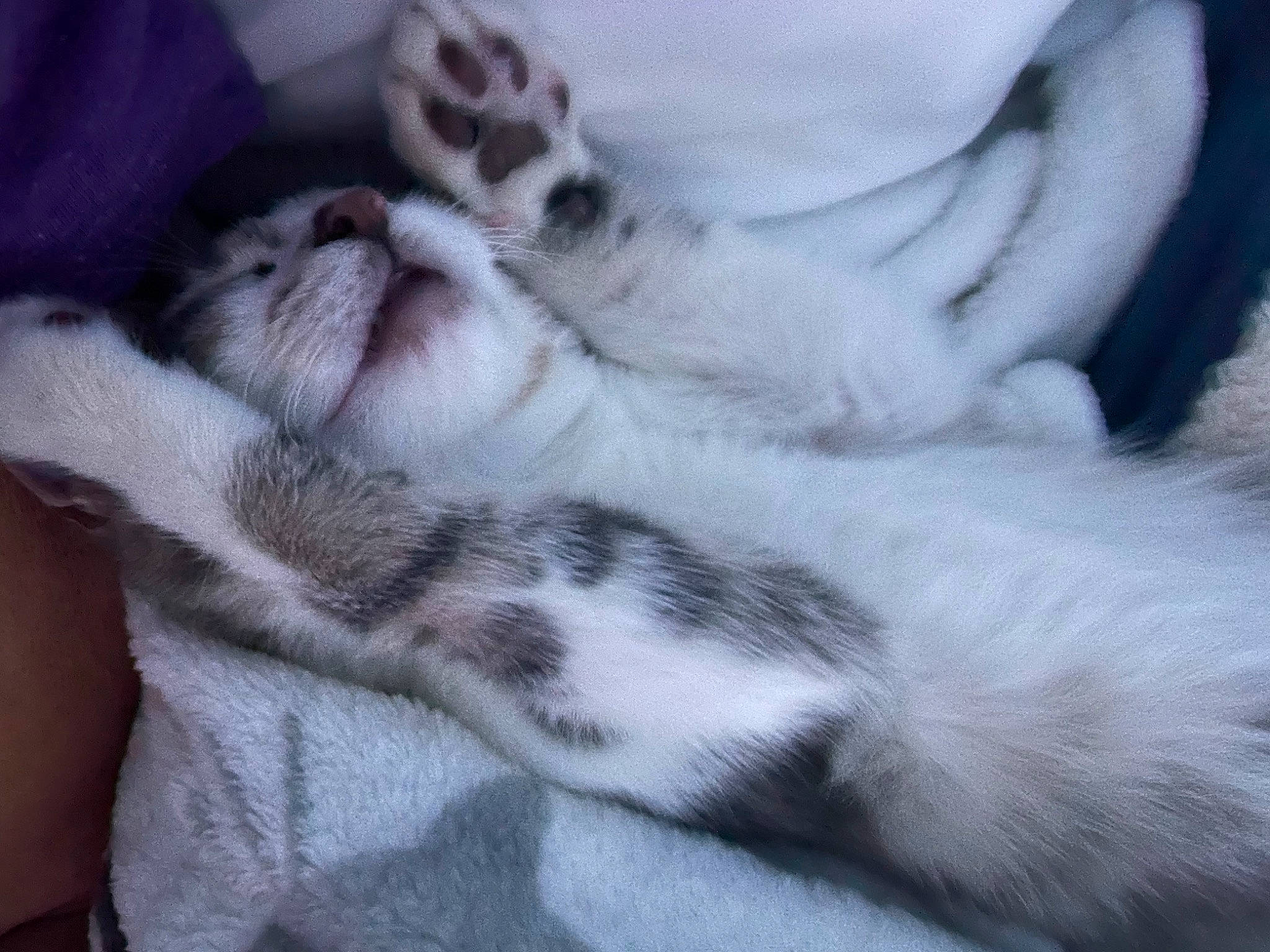 Lexi joined the competition — help win amazing prizes! carnivore, cat, claw, comfort, companion_dog, dog_breed, domestic_short_haired_cat, fawn, felidae, foot, fur, grey, nap, paw, sleep, small_to_medium_sized_cats, snout, tail, terrestrial_animal, whiskers